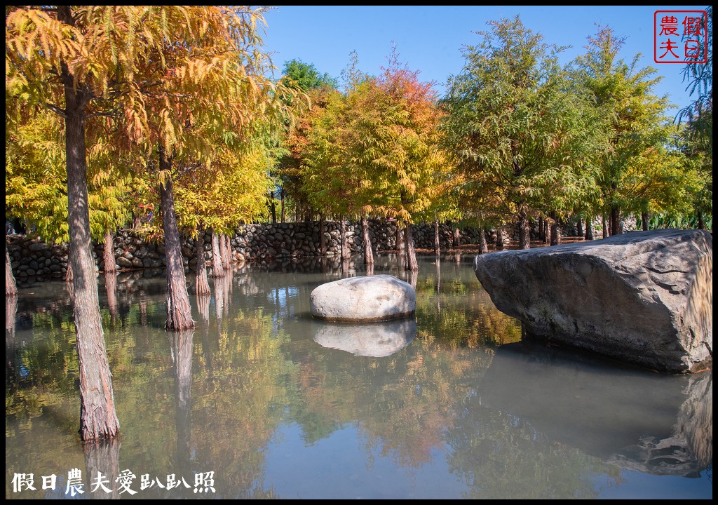 台中旅遊|泰安鐵道文化園區×泰安國小落羽松×豐原公老坪柑橘節×公老坪採橘趣 @假日農夫愛趴趴照