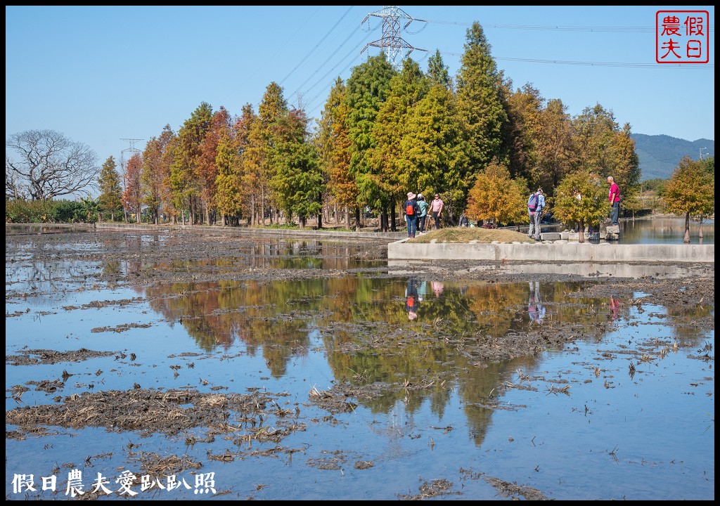 台中旅遊|泰安鐵道文化園區×泰安國小落羽松×豐原公老坪柑橘節×公老坪採橘趣 @假日農夫愛趴趴照