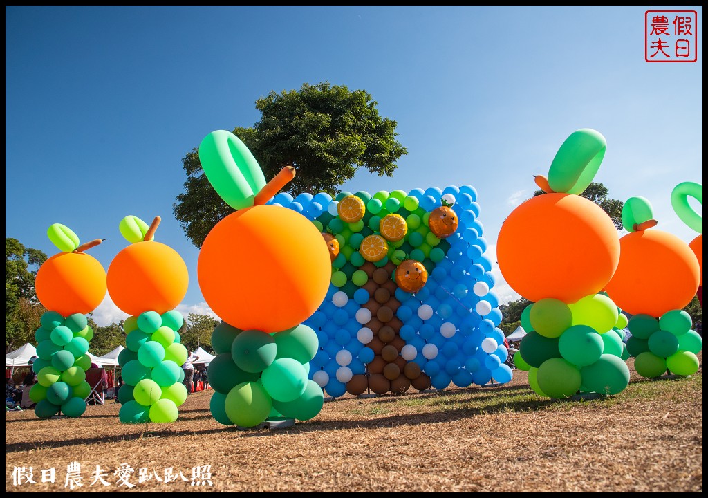 台中旅遊|泰安鐵道文化園區×泰安國小落羽松×豐原公老坪柑橘節×公老坪採橘趣 @假日農夫愛趴趴照