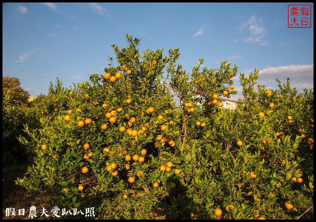 台中旅遊|泰安鐵道文化園區×泰安國小落羽松×豐原公老坪柑橘節×公老坪採橘趣 @假日農夫愛趴趴照