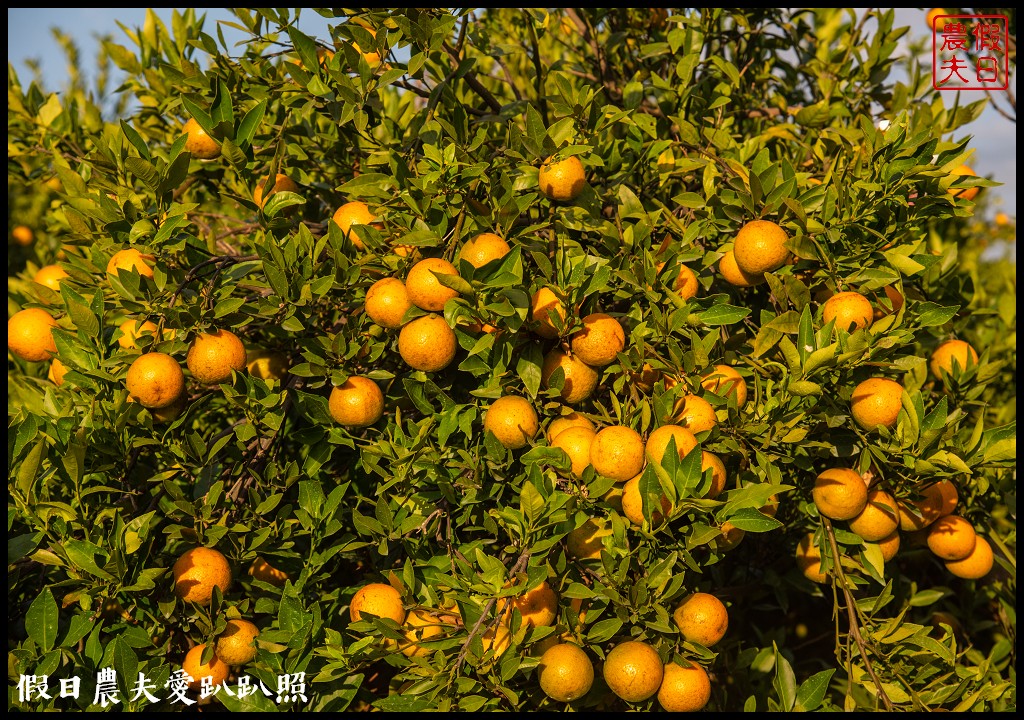 台中旅遊|泰安鐵道文化園區×泰安國小落羽松×豐原公老坪柑橘節×公老坪採橘趣 @假日農夫愛趴趴照