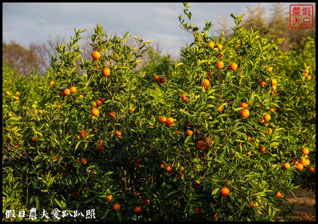 台中旅遊|泰安鐵道文化園區×泰安國小落羽松×豐原公老坪柑橘節×公老坪採橘趣 @假日農夫愛趴趴照