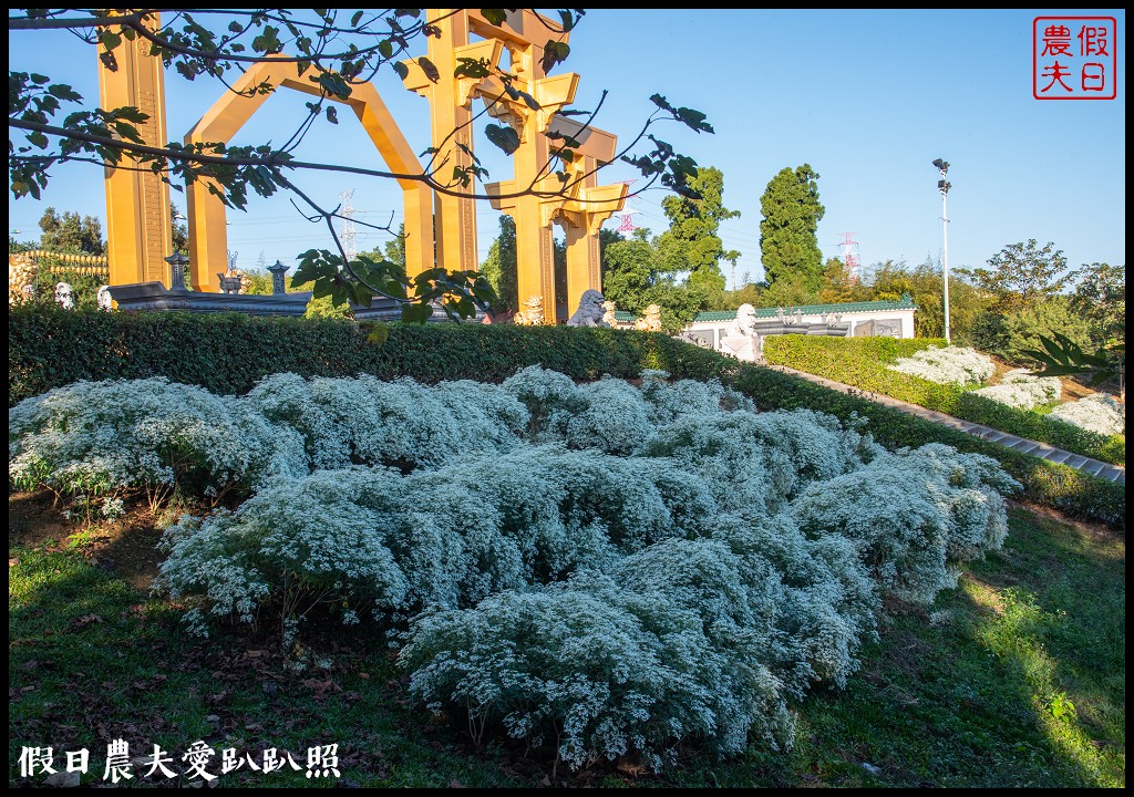 南投市區下雪了．易經大學白雪木大盛開/免門票免費參觀 @假日農夫愛趴趴照