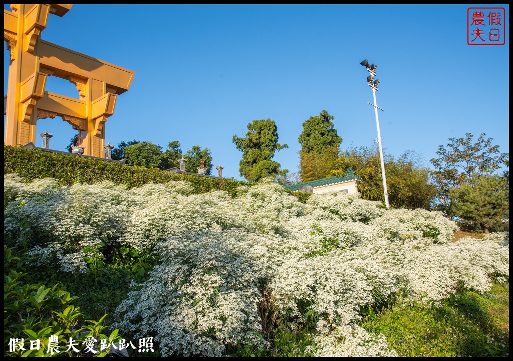 南投市區下雪了．易經大學白雪木大盛開/免門票免費參觀 @假日農夫愛趴趴照