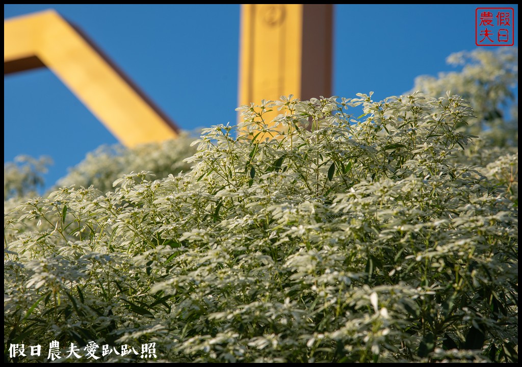 南投市區下雪了．易經大學白雪木大盛開/免門票免費參觀 @假日農夫愛趴趴照