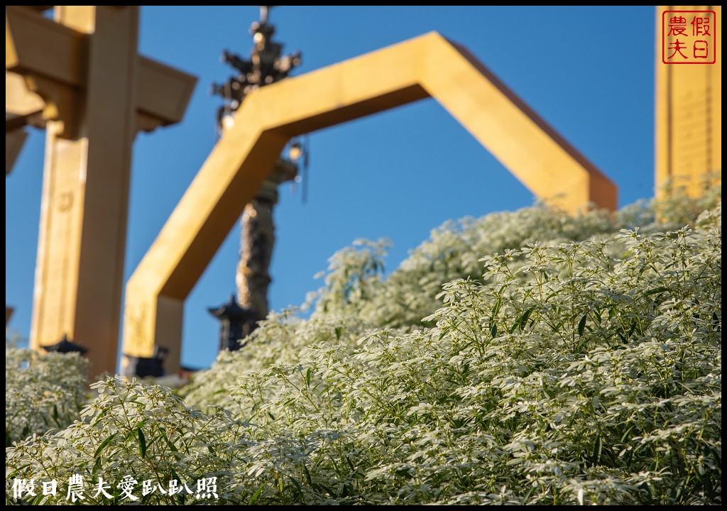 南投市區下雪了．易經大學白雪木大盛開/免門票免費參觀 @假日農夫愛趴趴照