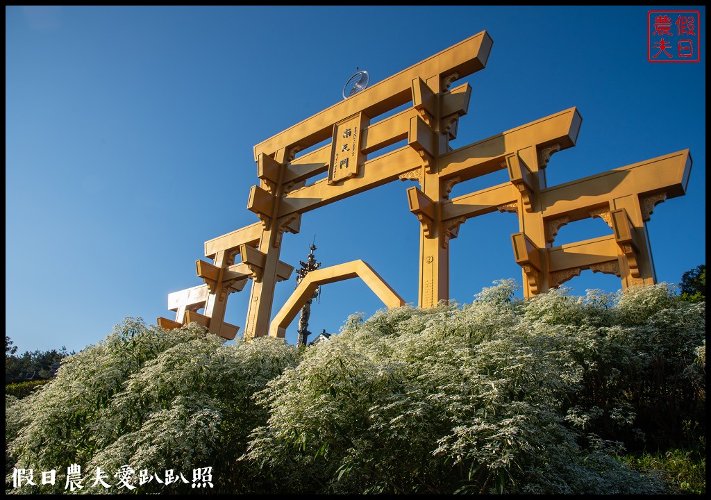 南投市區下雪了．易經大學白雪木大盛開/免門票免費參觀 @假日農夫愛趴趴照