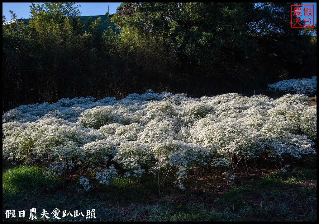 南投市區下雪了．易經大學白雪木大盛開/免門票免費參觀 @假日農夫愛趴趴照