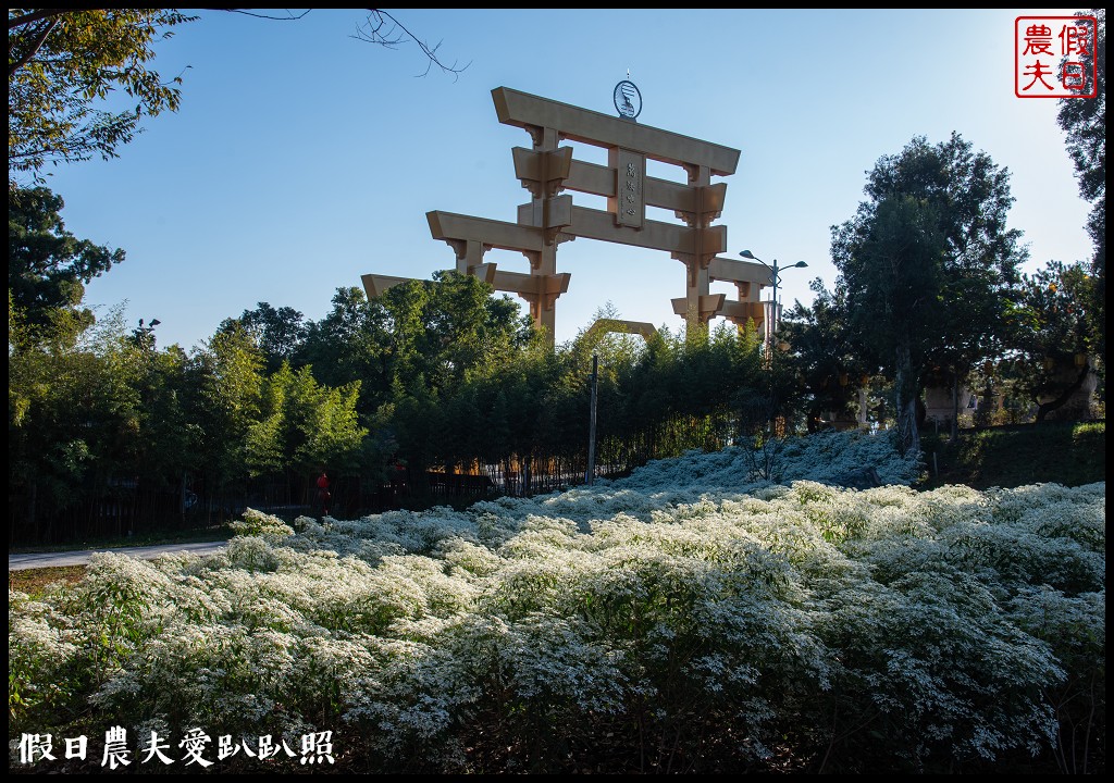 南投市區下雪了．易經大學白雪木大盛開/免門票免費參觀 @假日農夫愛趴趴照