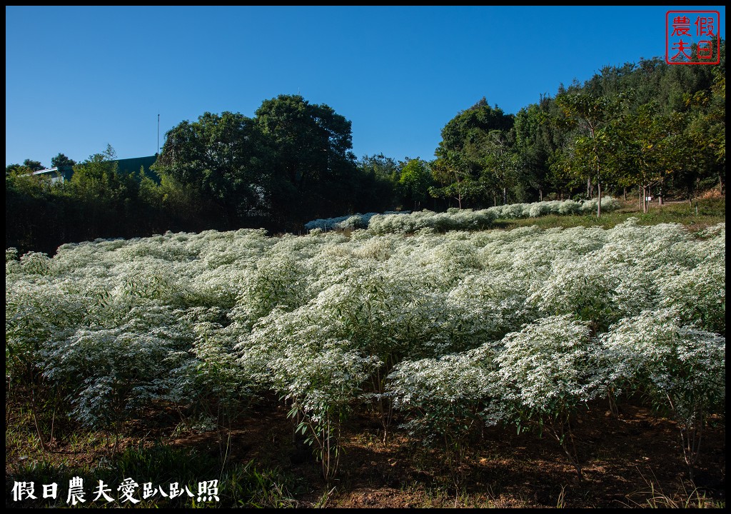 南投市區下雪了．易經大學白雪木大盛開/免門票免費參觀 @假日農夫愛趴趴照