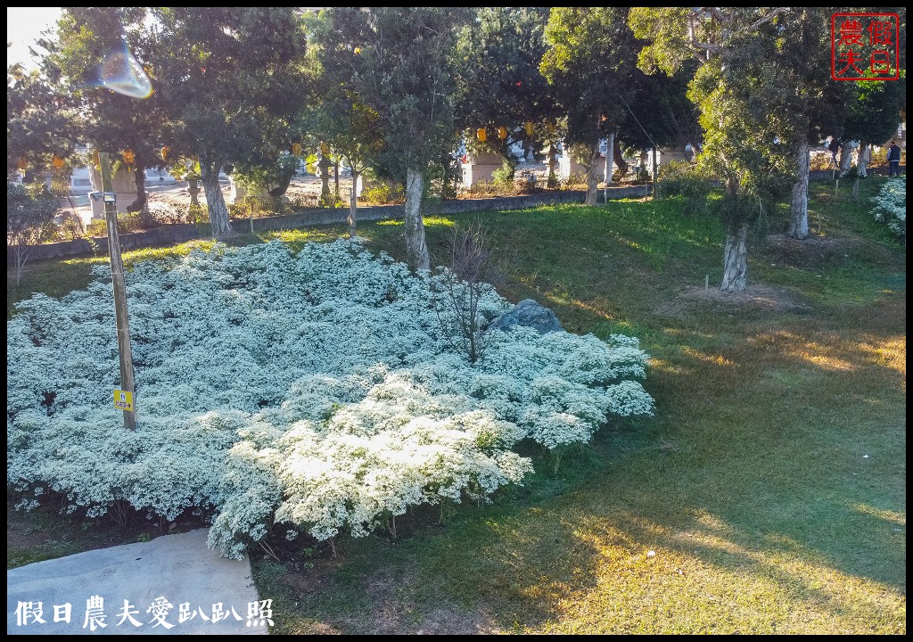 南投市區下雪了．易經大學白雪木大盛開/免門票免費參觀 @假日農夫愛趴趴照