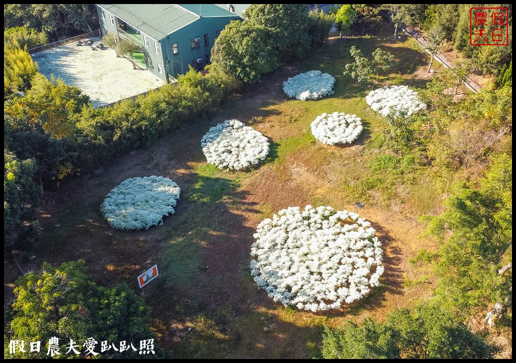 南投市區下雪了．易經大學白雪木大盛開/免門票免費參觀 @假日農夫愛趴趴照