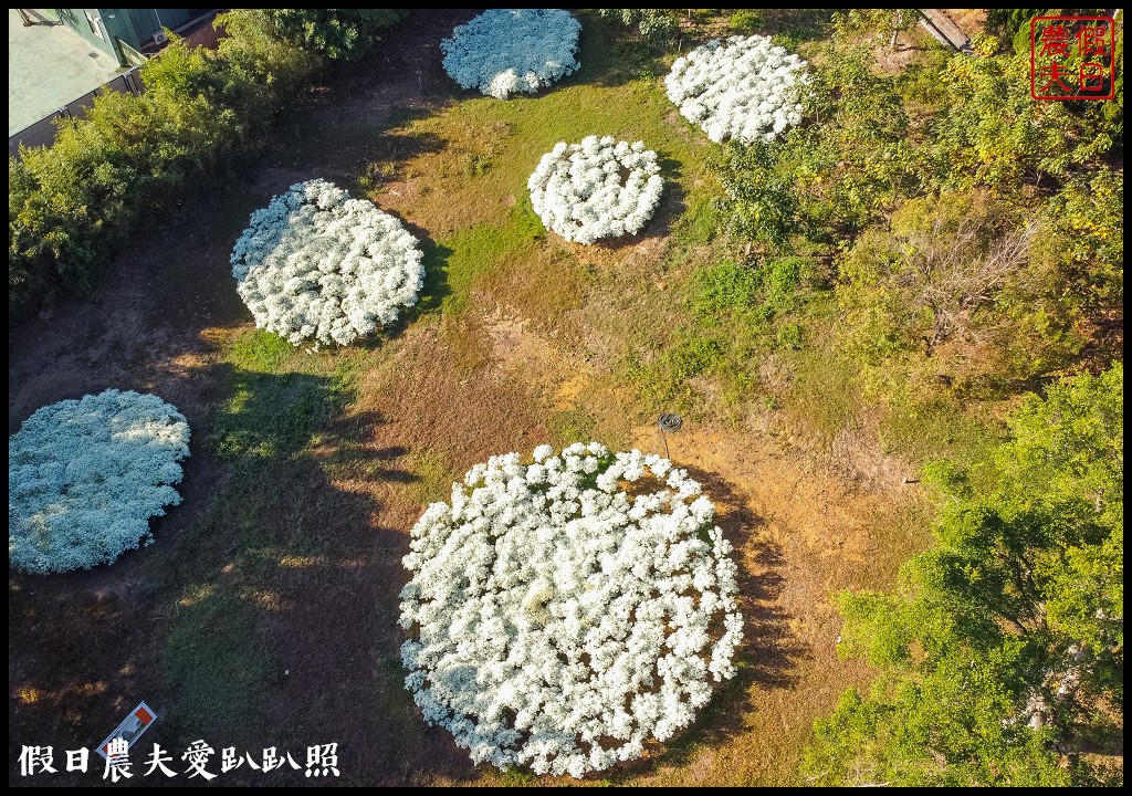 南投市區下雪了．易經大學白雪木大盛開/免門票免費參觀 @假日農夫愛趴趴照