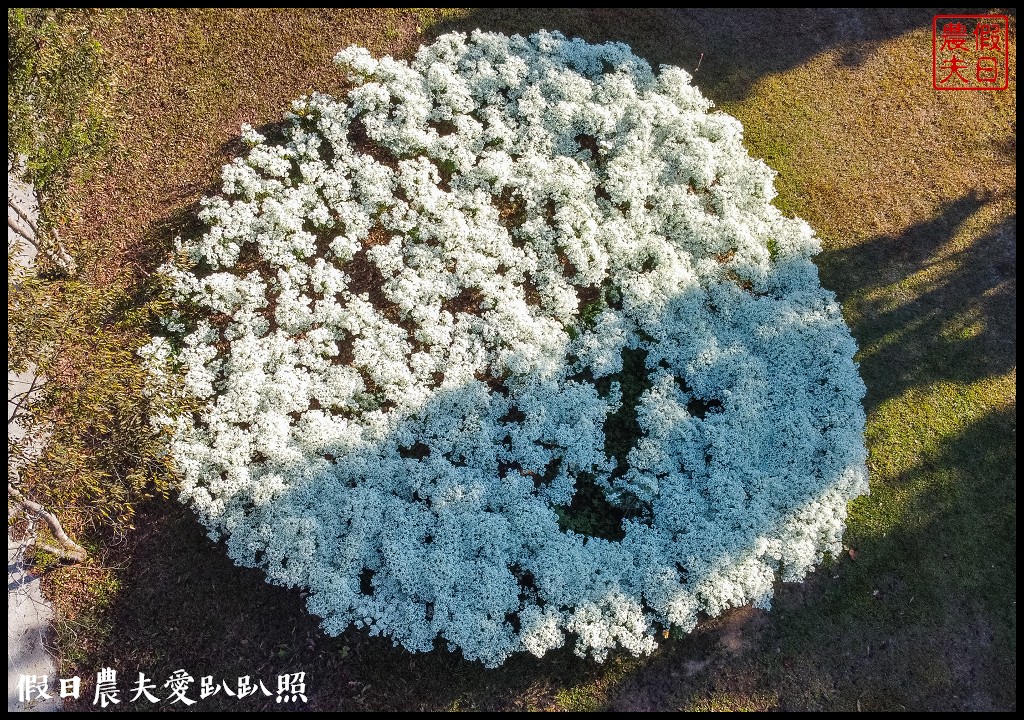 南投市區下雪了．易經大學白雪木大盛開/免門票免費參觀 @假日農夫愛趴趴照