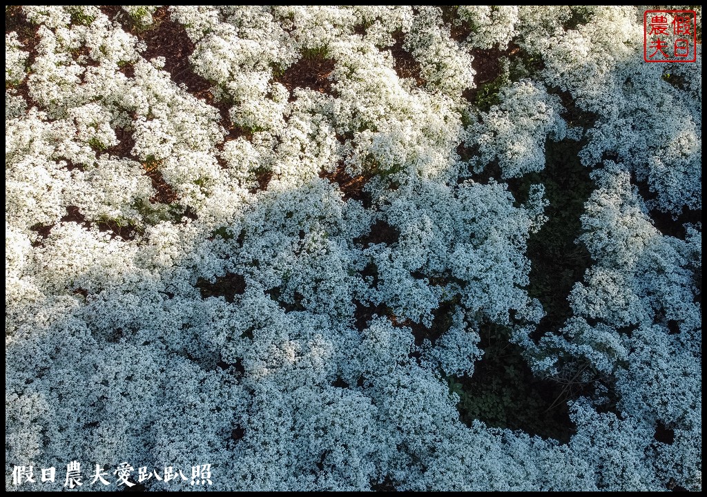 南投市區下雪了．易經大學白雪木大盛開/免門票免費參觀 @假日農夫愛趴趴照