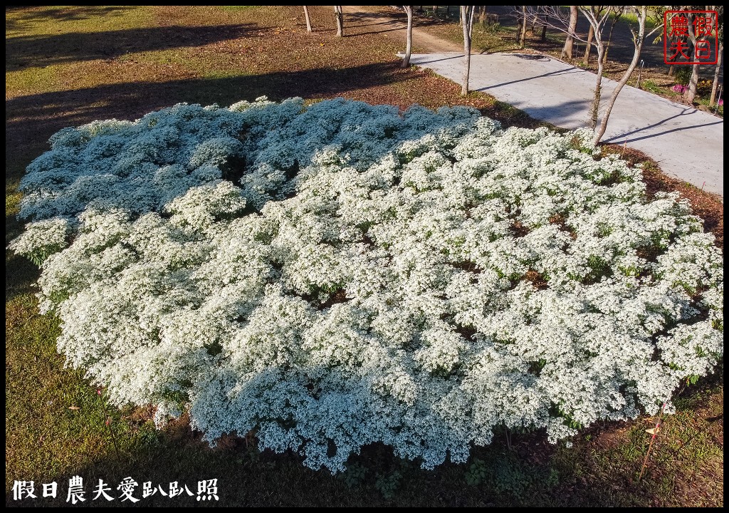 南投市區下雪了．易經大學白雪木大盛開/免門票免費參觀 @假日農夫愛趴趴照