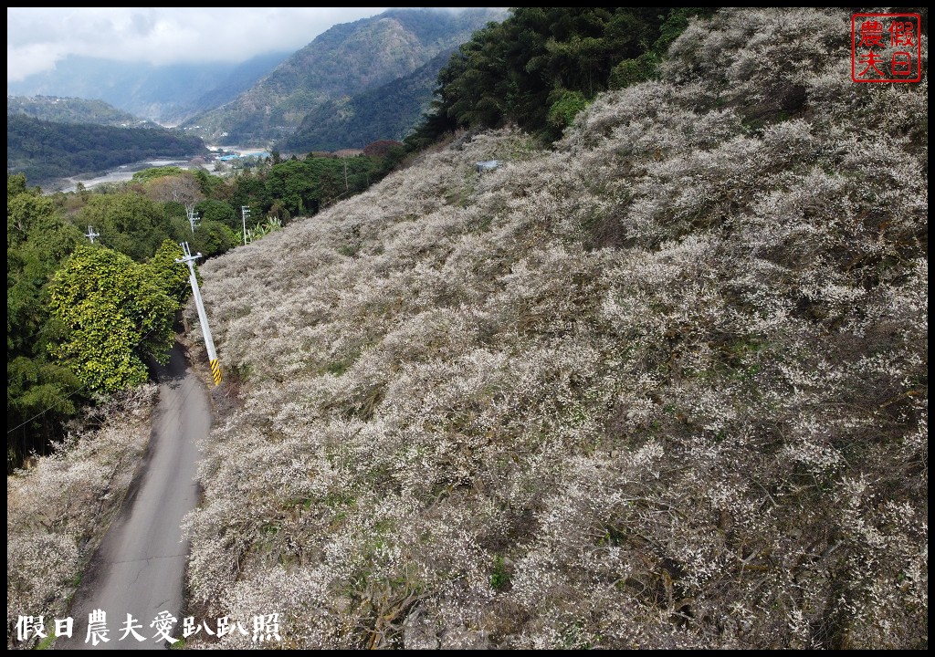 信義賞梅花懶人包．外坪頂賞梅區×烏松崙賞梅區×風櫃斗×牛稠坑×土場梅花 @假日農夫愛趴趴照