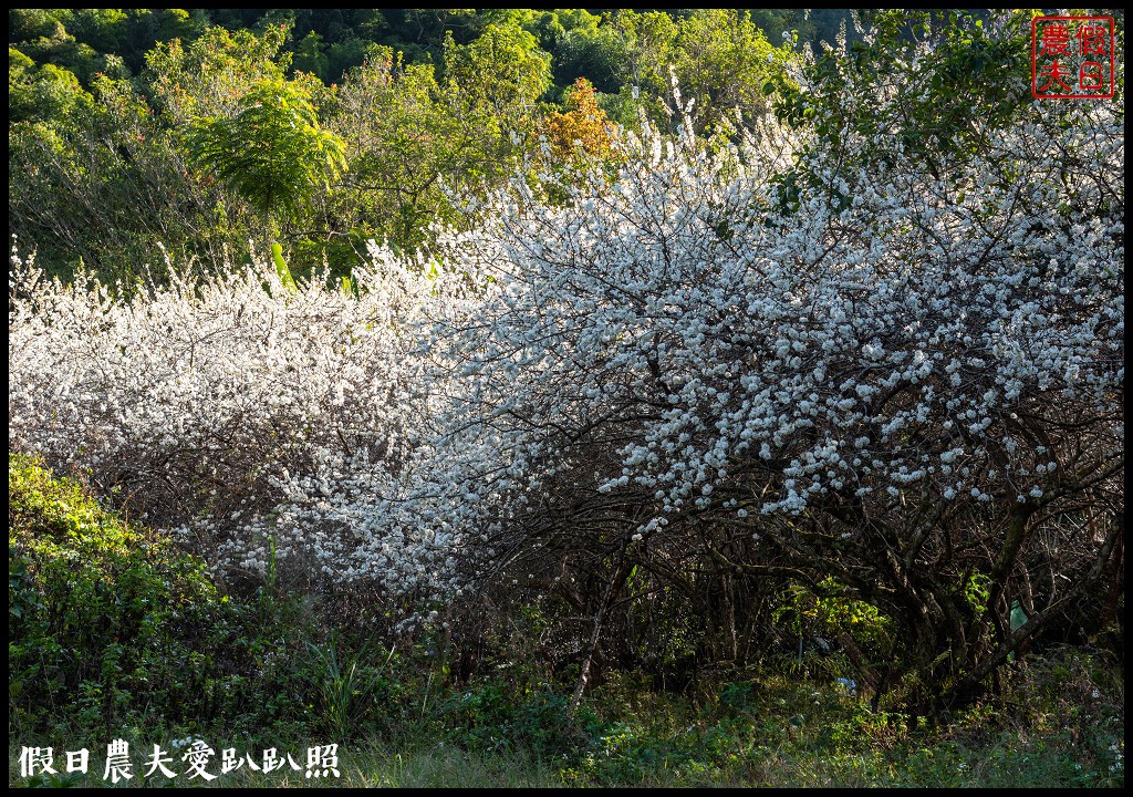 2020年信義鄉草坪頭櫻花季-花與茶的饗宴．草坪頭玉山茶園花況搶先報 @假日農夫愛趴趴照