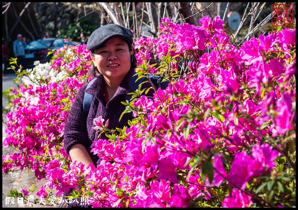 2020年信義鄉草坪頭櫻花季-花與茶的饗宴．草坪頭玉山茶園花況搶先報 @假日農夫愛趴趴照