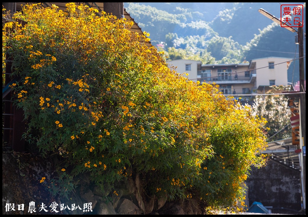 2020年信義鄉草坪頭櫻花季-花與茶的饗宴．草坪頭玉山茶園花況搶先報 @假日農夫愛趴趴照