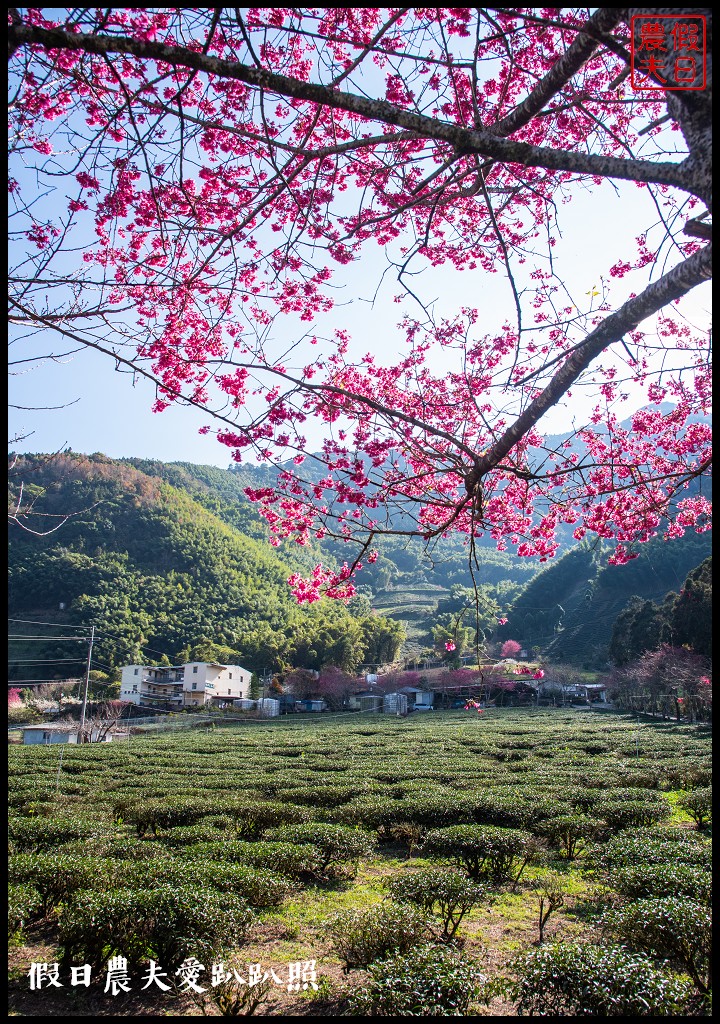 2020年信義鄉草坪頭櫻花季-花與茶的饗宴．草坪頭玉山茶園花況搶先報 @假日農夫愛趴趴照