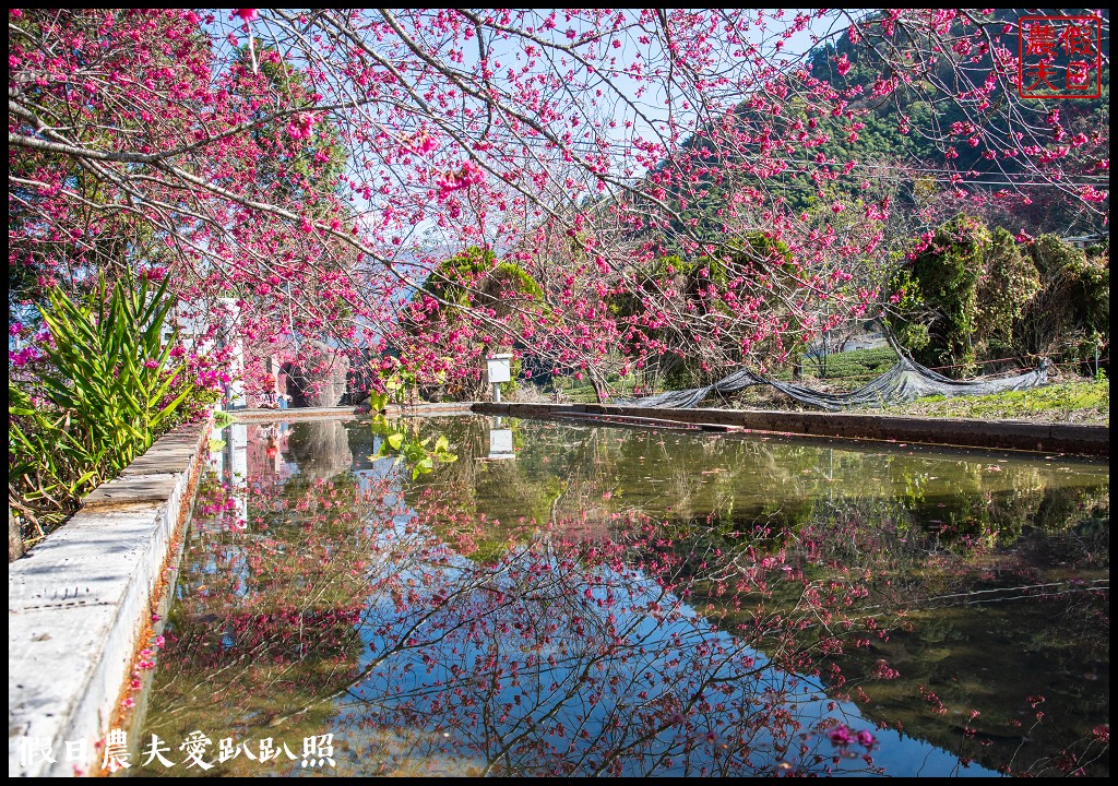 2020年信義鄉草坪頭櫻花季-花與茶的饗宴．草坪頭玉山茶園花況搶先報 @假日農夫愛趴趴照