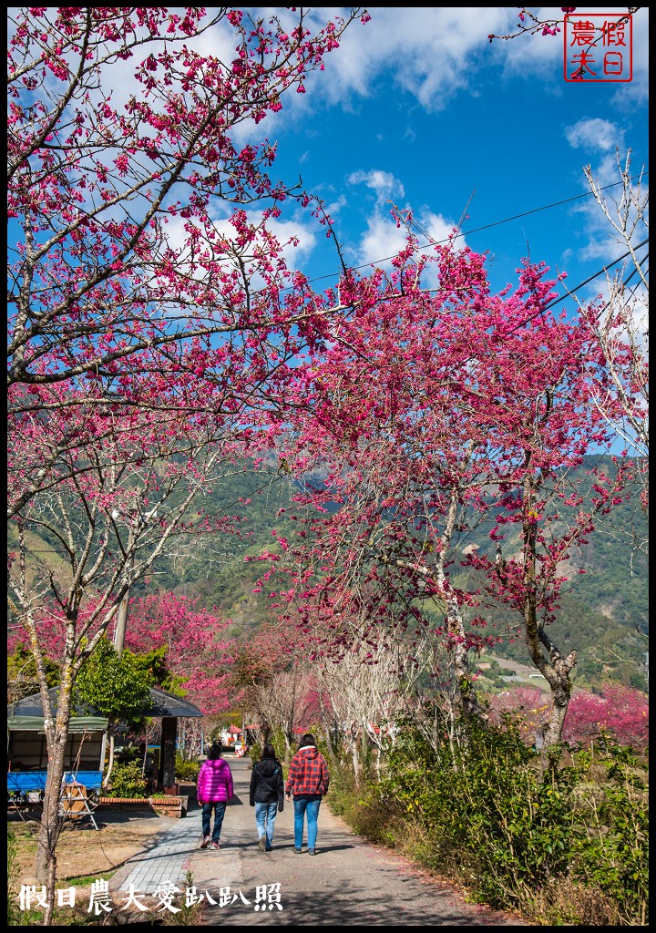 2020年信義鄉草坪頭櫻花季-花與茶的饗宴．草坪頭玉山茶園花況搶先報 @假日農夫愛趴趴照