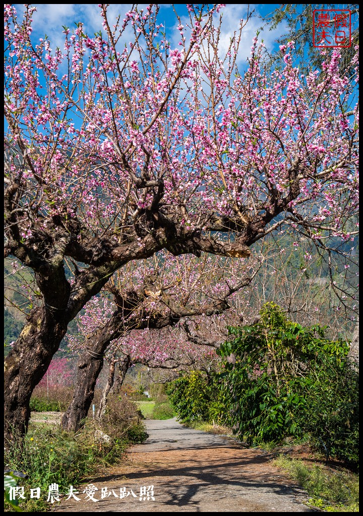 2020年信義鄉草坪頭櫻花季-花與茶的饗宴．草坪頭玉山茶園花況搶先報 @假日農夫愛趴趴照