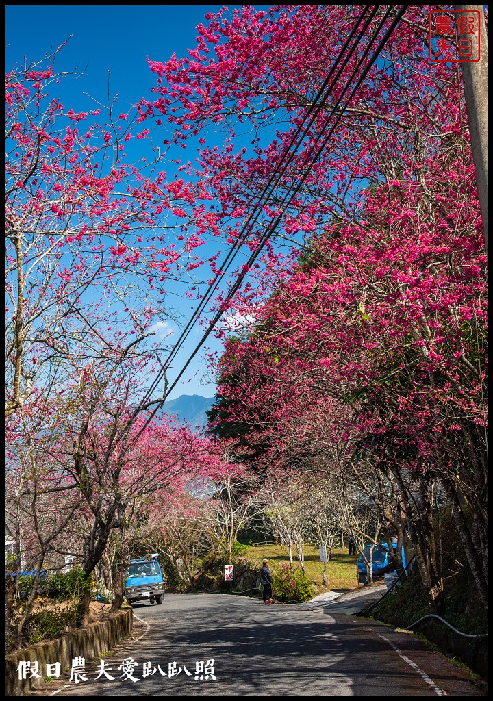 2020年信義鄉草坪頭櫻花季-花與茶的饗宴．草坪頭玉山茶園花況搶先報 @假日農夫愛趴趴照