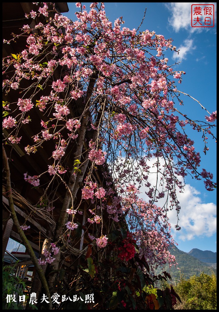 2020年信義鄉草坪頭櫻花季-花與茶的饗宴．草坪頭玉山茶園花況搶先報 @假日農夫愛趴趴照