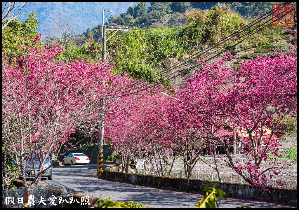 2020年信義鄉草坪頭櫻花季-花與茶的饗宴．草坪頭玉山茶園花況搶先報 @假日農夫愛趴趴照