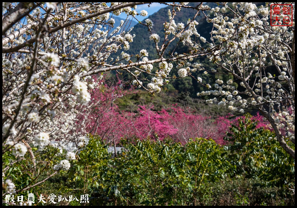 2020年信義鄉草坪頭櫻花季-花與茶的饗宴．草坪頭玉山茶園花況搶先報 @假日農夫愛趴趴照