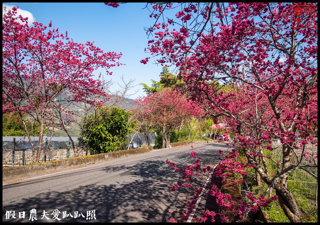 2020年信義鄉草坪頭櫻花季-花與茶的饗宴．草坪頭玉山茶園花況搶先報 @假日農夫愛趴趴照