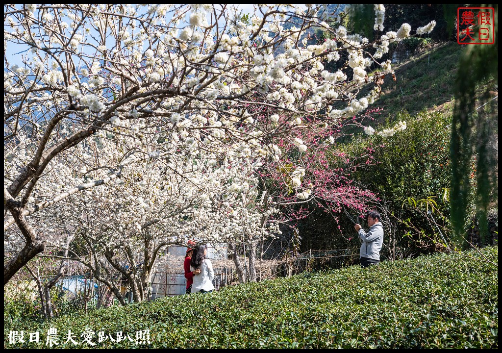 2020年信義鄉草坪頭櫻花季-花與茶的饗宴．草坪頭玉山茶園花況搶先報 @假日農夫愛趴趴照