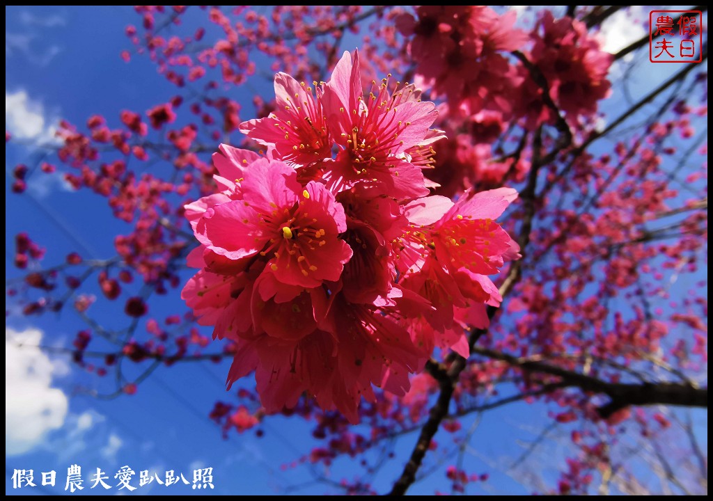 2020年信義鄉草坪頭櫻花季-花與茶的饗宴．草坪頭玉山茶園花況搶先報 @假日農夫愛趴趴照