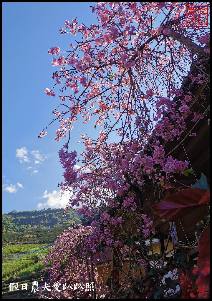 2020年信義鄉草坪頭櫻花季-花與茶的饗宴．草坪頭玉山茶園花況搶先報 @假日農夫愛趴趴照