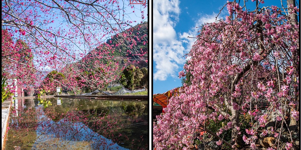 2020年信義鄉草坪頭櫻花季-花與茶的饗宴．草坪頭玉山茶園花況搶先報 @假日農夫愛趴趴照