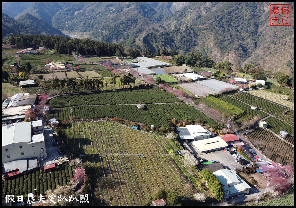 2020年信義鄉草坪頭櫻花季-花與茶的饗宴．草坪頭玉山茶園花況搶先報 @假日農夫愛趴趴照