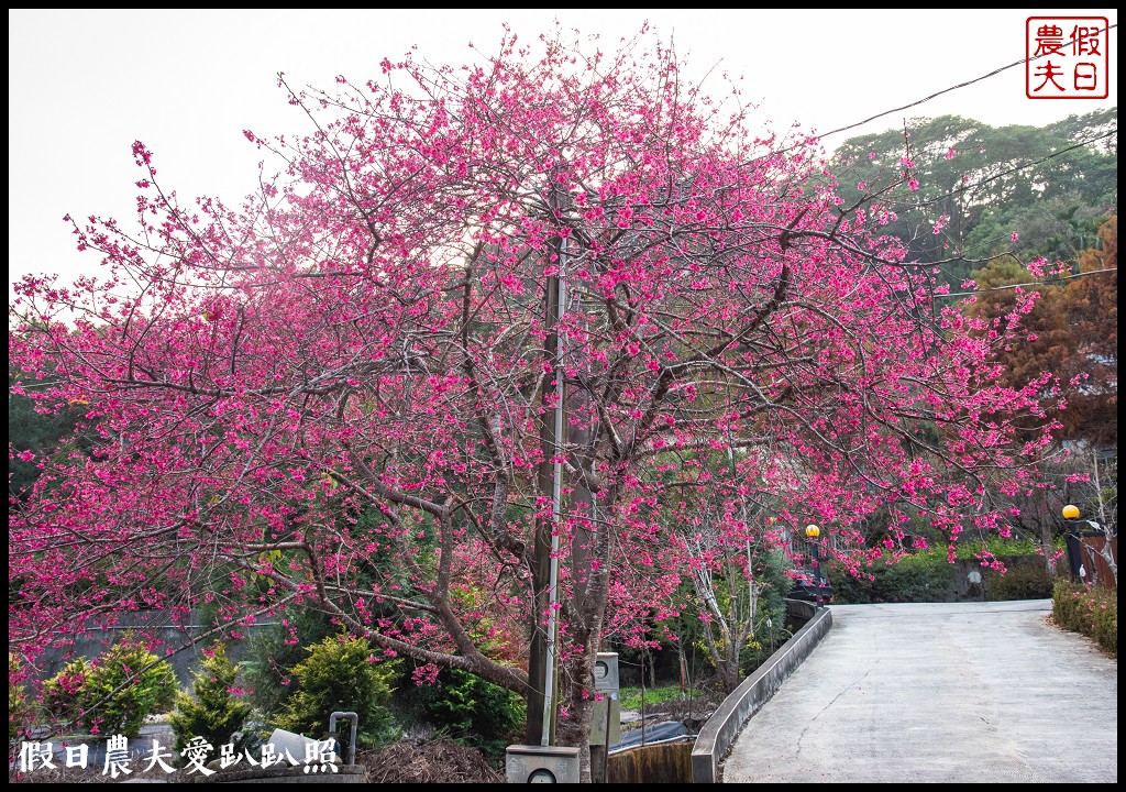 南投旅遊|鹿谷2020水漾耀動麒麟潭燈會．湖光山色倒影之美 @假日農夫愛趴趴照