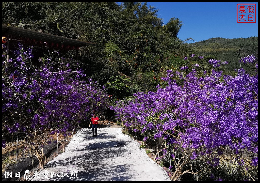 南投全新夢幻秘境！「紫色浪漫隧道」就在南平山道田有機農場 @假日農夫愛趴趴照