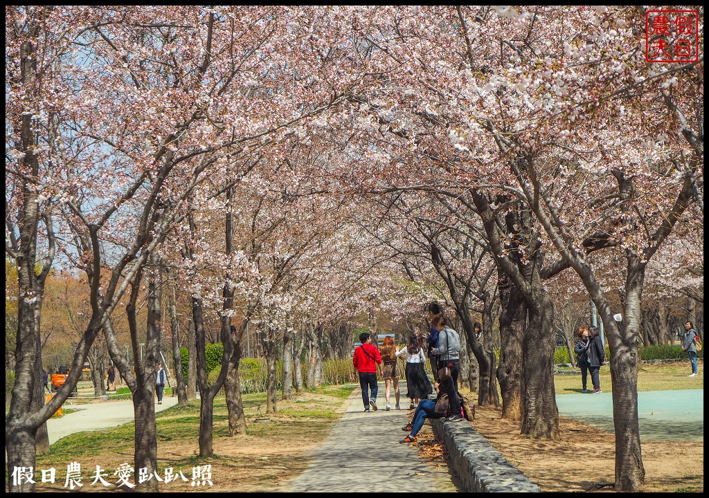 首爾林(서울숲)|滿開的櫻花林道．悠閒的賞櫻景點 @假日農夫愛趴趴照