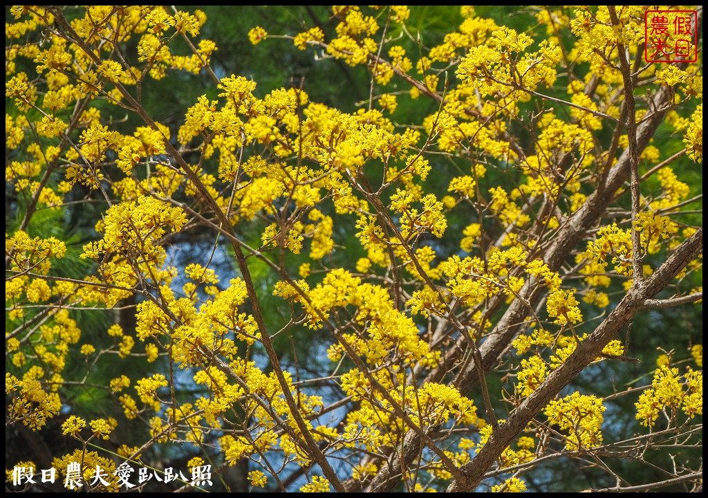 首爾林(서울숲)|滿開的櫻花林道．悠閒的賞櫻景點 @假日農夫愛趴趴照