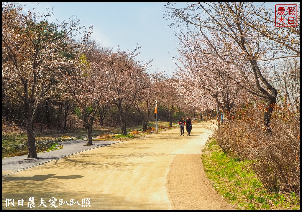 首爾林(서울숲)|滿開的櫻花林道．悠閒的賞櫻景點 @假日農夫愛趴趴照