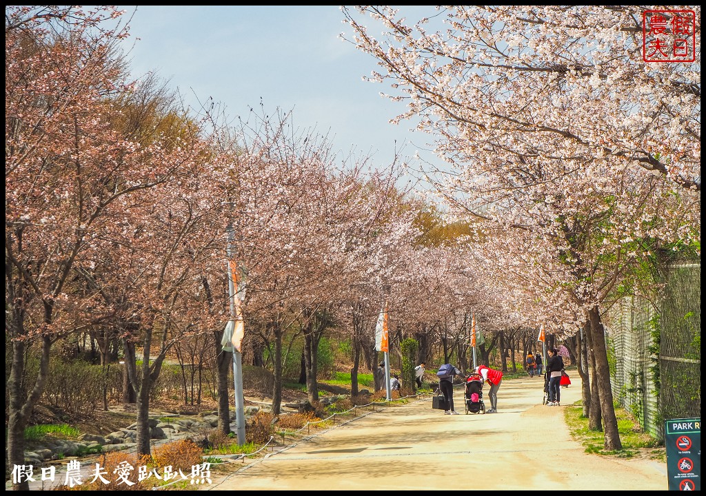 首爾林(서울숲)|滿開的櫻花林道．悠閒的賞櫻景點 @假日農夫愛趴趴照