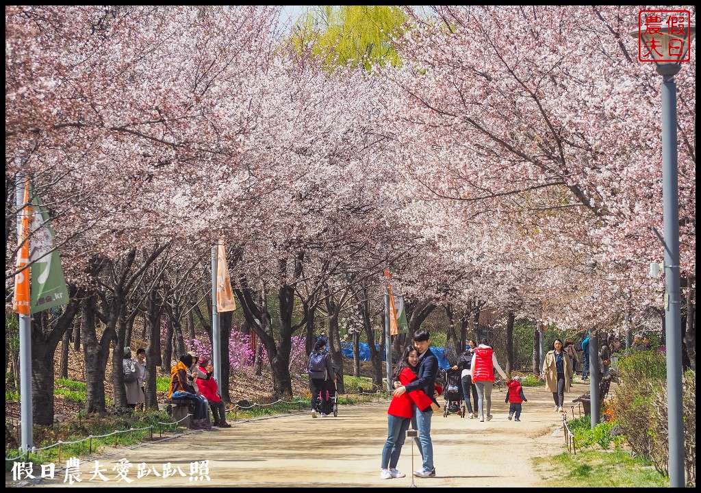 首爾林(서울숲)|滿開的櫻花林道．悠閒的賞櫻景點 @假日農夫愛趴趴照