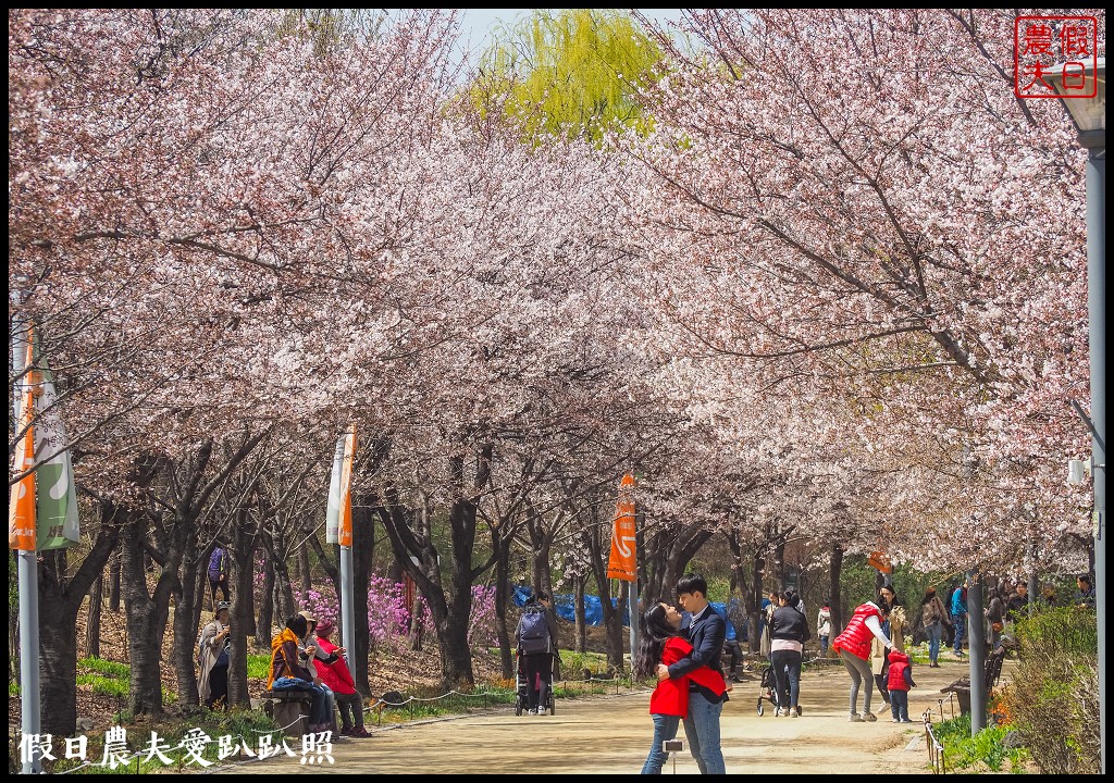 首爾林(서울숲)|滿開的櫻花林道．悠閒的賞櫻景點 @假日農夫愛趴趴照