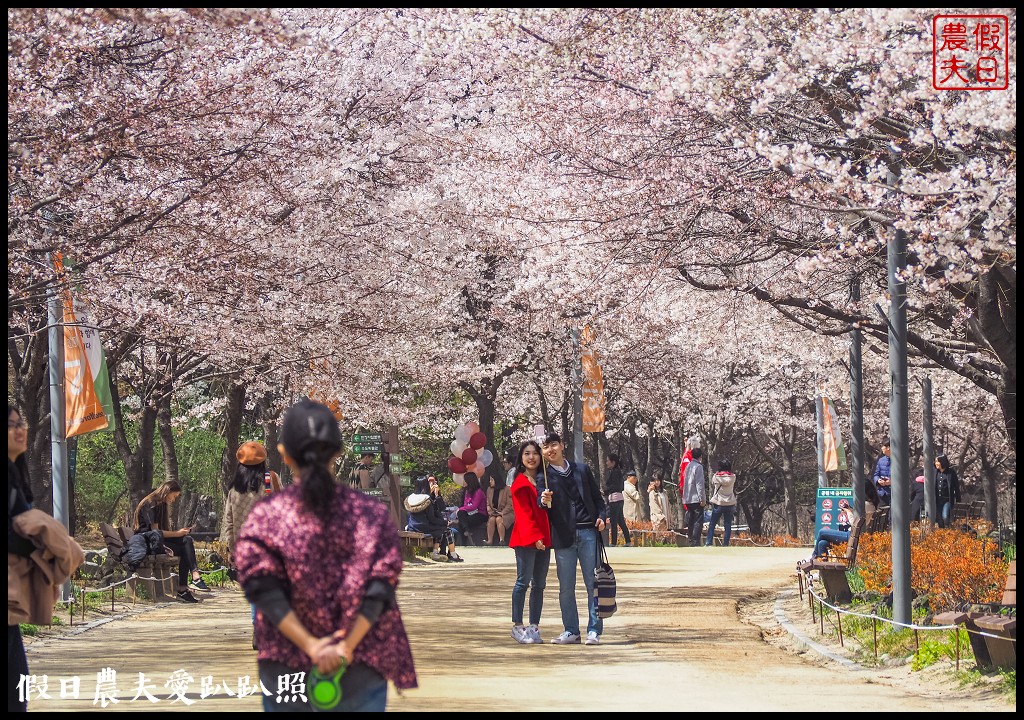 首爾林(서울숲)|滿開的櫻花林道．悠閒的賞櫻景點 @假日農夫愛趴趴照