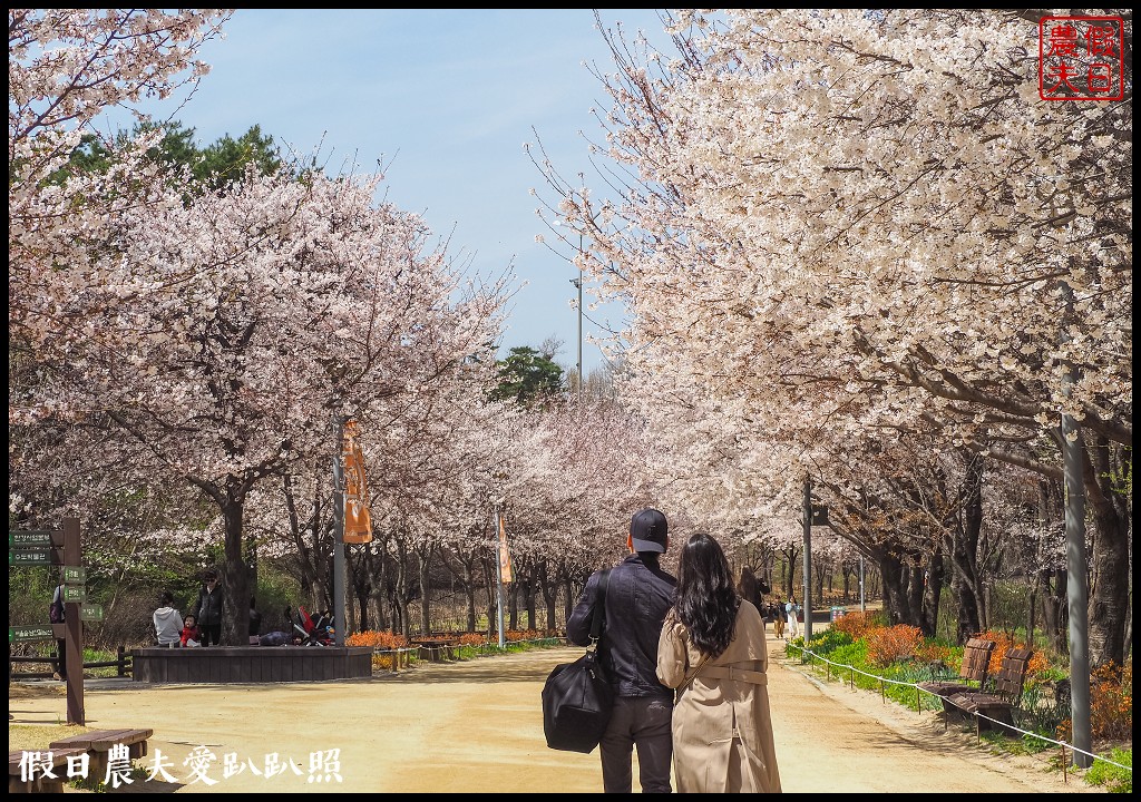 首爾林(서울숲)|滿開的櫻花林道．悠閒的賞櫻景點 @假日農夫愛趴趴照