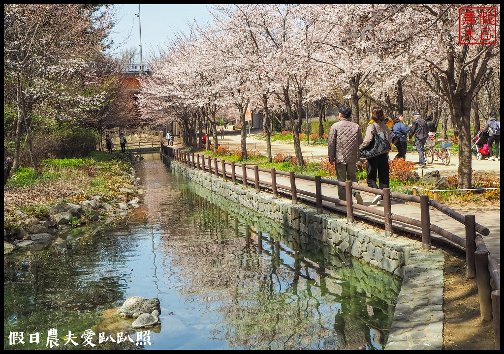 首爾林(서울숲)|滿開的櫻花林道．悠閒的賞櫻景點 @假日農夫愛趴趴照