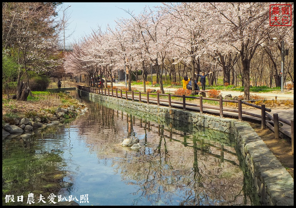 首爾林(서울숲)|滿開的櫻花林道．悠閒的賞櫻景點 @假日農夫愛趴趴照